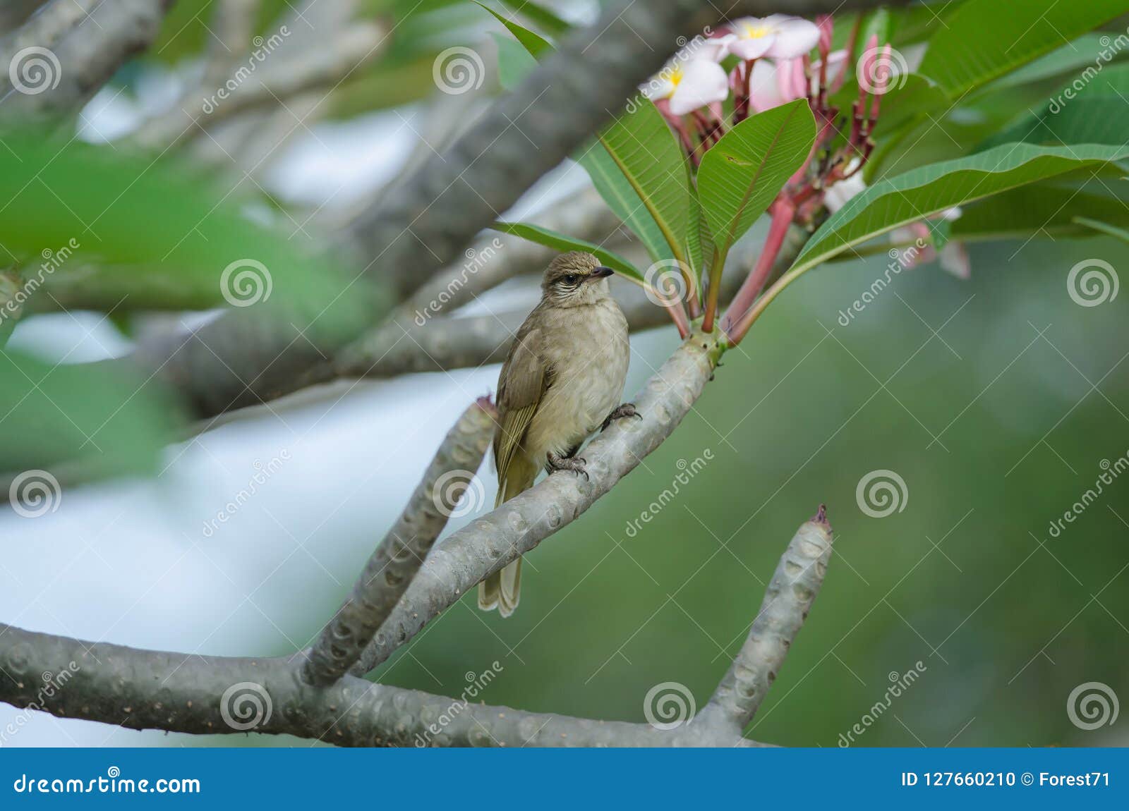 streak-earedÃ¢â¬â¹ bulbulÃ¢â¬â¹ standÃ¢â¬â¹ing on branchesÃ¢â¬â¹